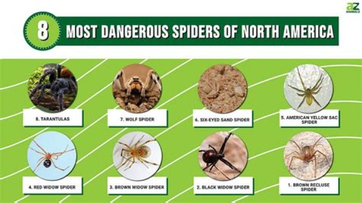 Are 8 legged spiders poisonous?