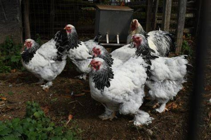 Are brahmas chickens broody?
