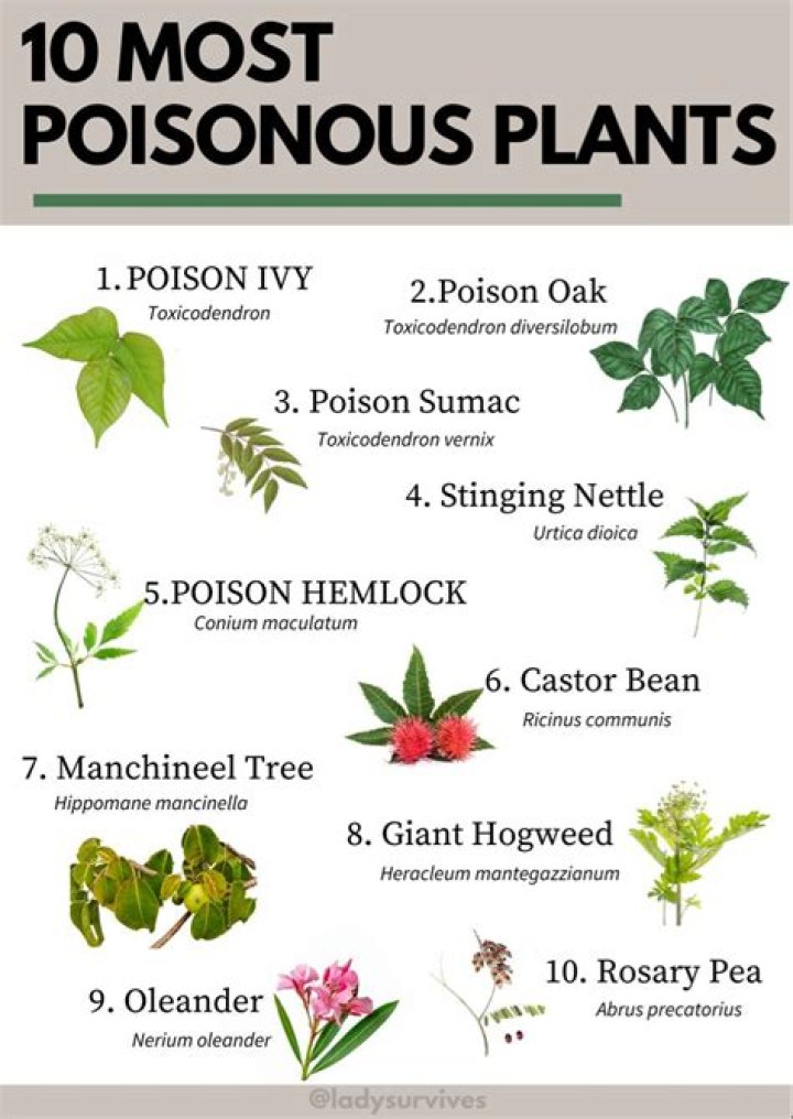 Are five leaved plants poisonous?