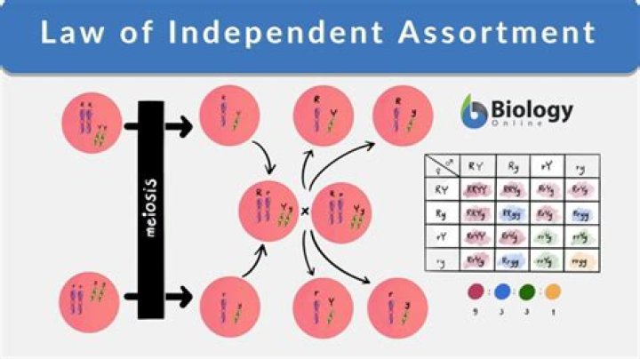 Are independent assortment linked?