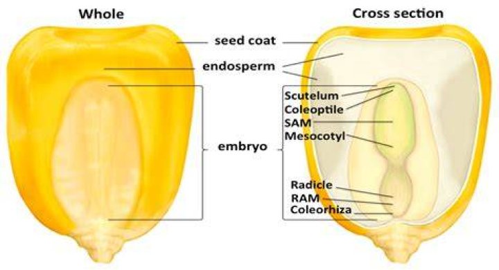Are kernels the same as seeds?