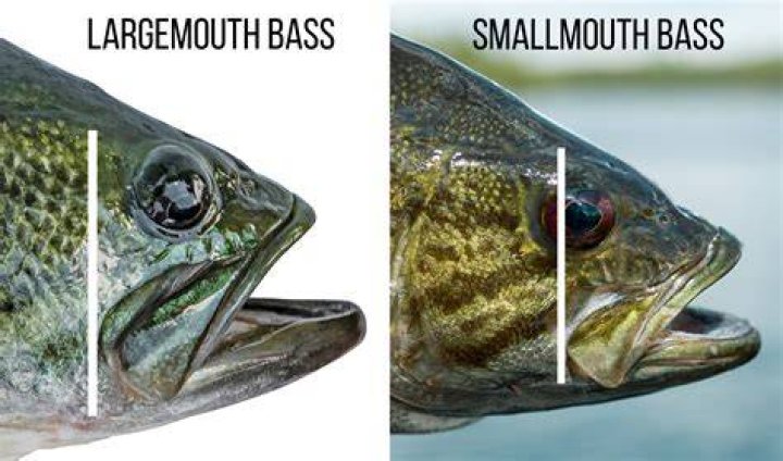 Are largemouth bass endangered?