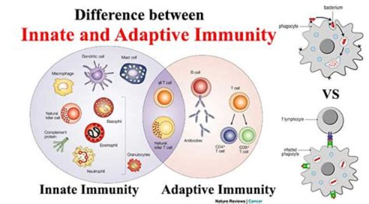Are plasma cells innate or adaptive?
