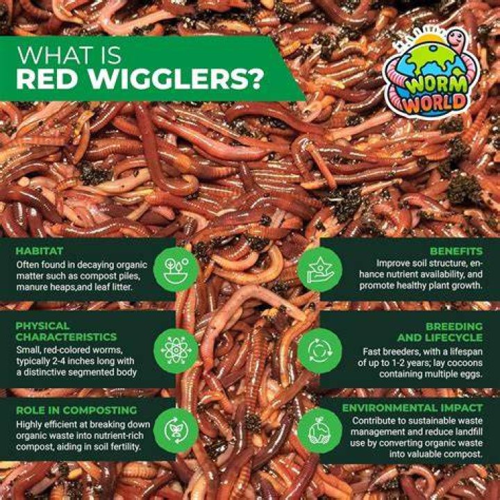 Are red wigglers good for garden?
