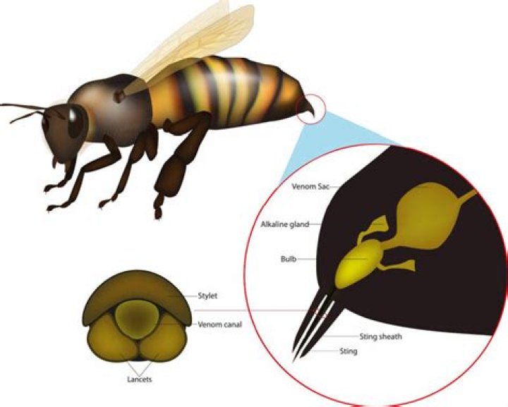 Can a honey bee sting twice?
