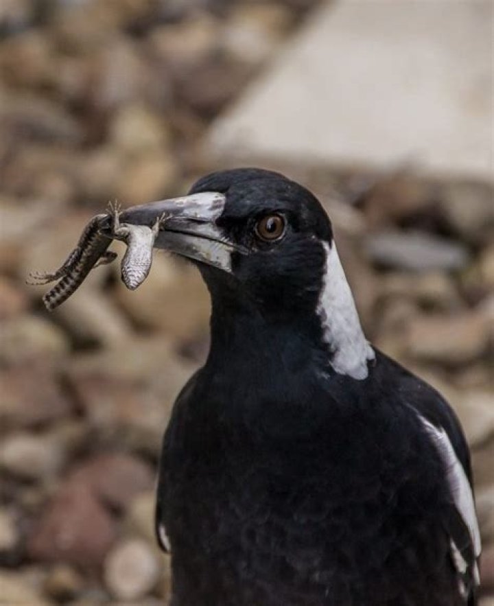 Can birds eat webworms?