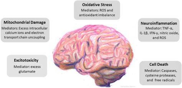 Can boxing cause brain damage?