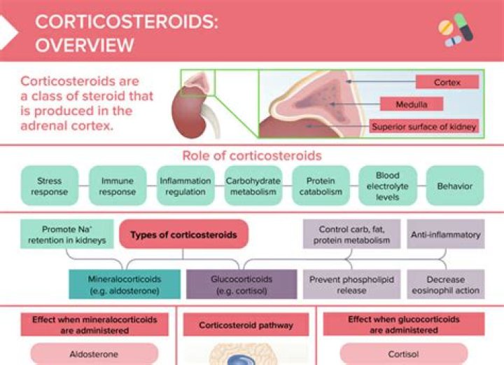 Can corticosteroids build muscle?