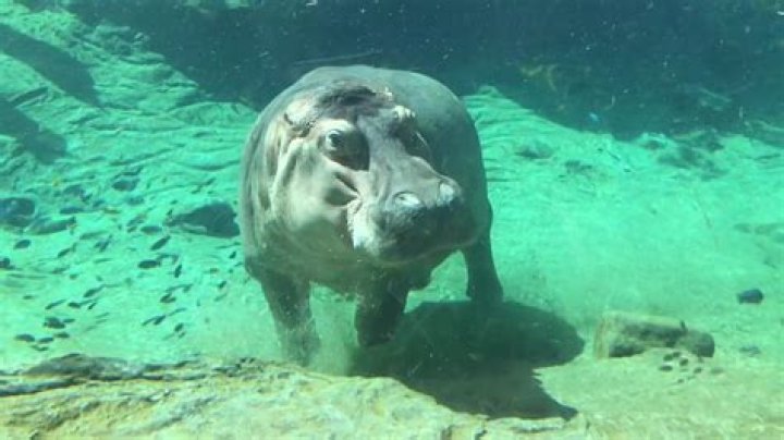 Can hippos sleep underwater?