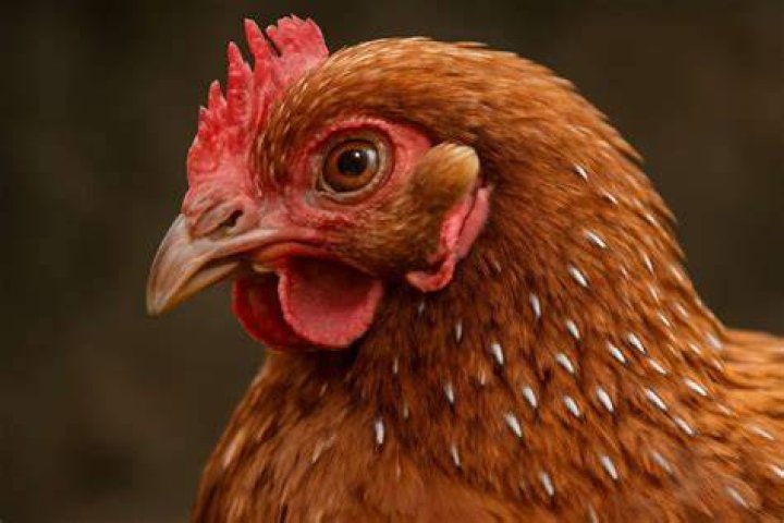 Can poultry lice kill chickens?