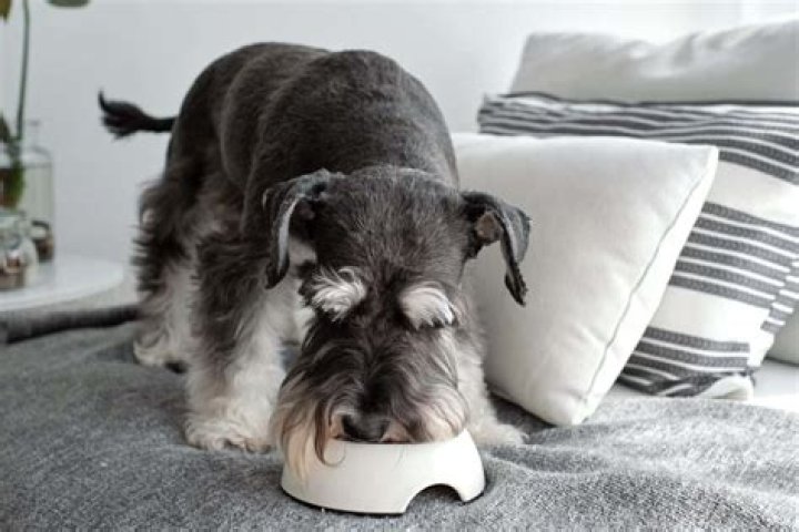 Can schnauzers eat eggs?