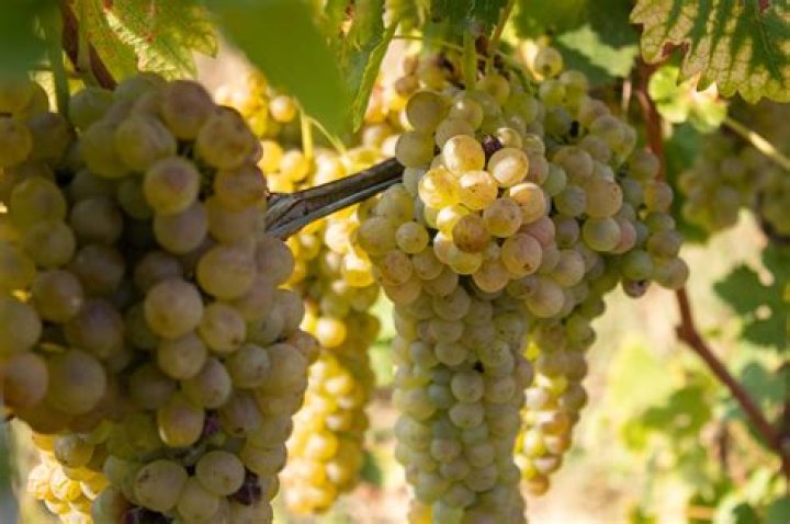Can you age arneis?
