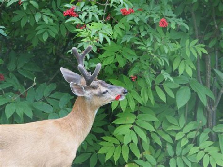 Do deer eat chinaberries?