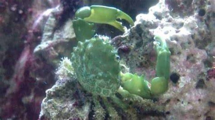 Do emerald crabs eat coral?