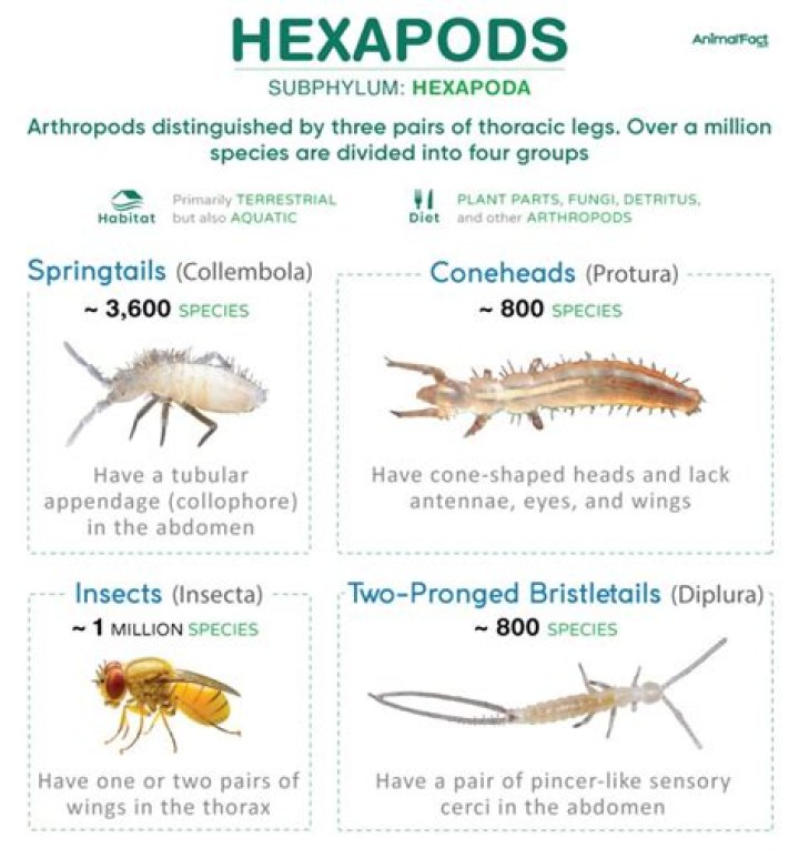Do hexapods have bilateral symmetry?