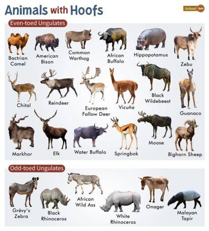 Do hoofed animals eat meat?