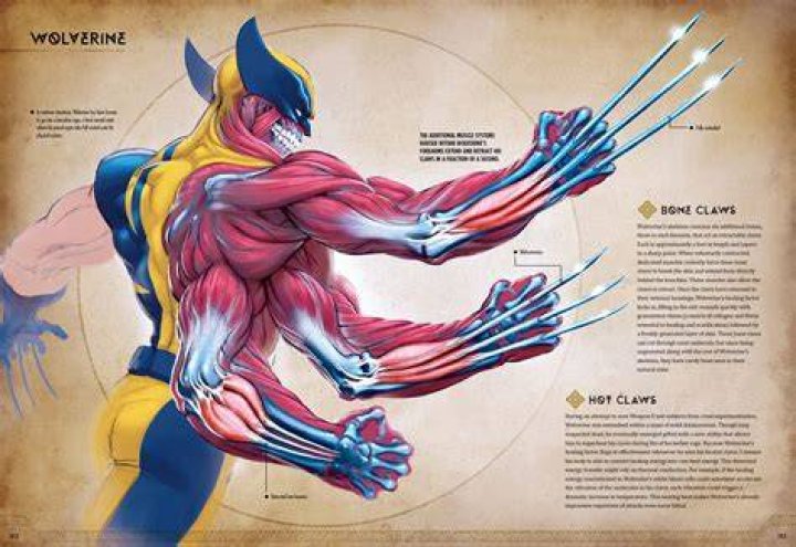 Do logan's claws grow back?