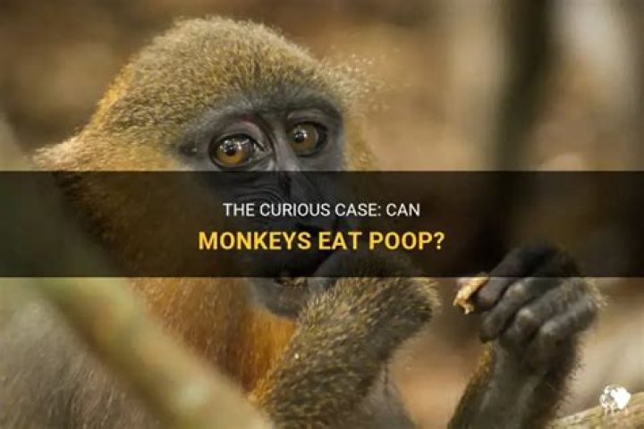 Do monkeys eat their poop?