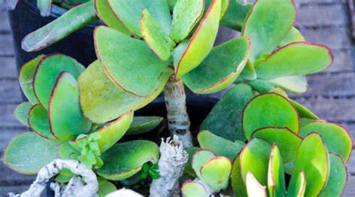 Do succulents grow back broken leaves?