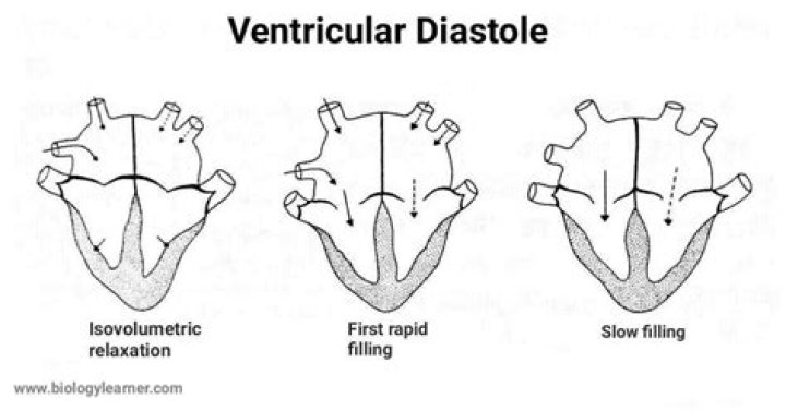 Do ventricles fill during ventricular diastole?