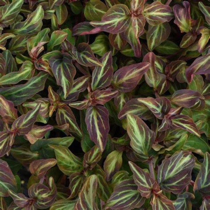 Does moneywort need light to germinate?