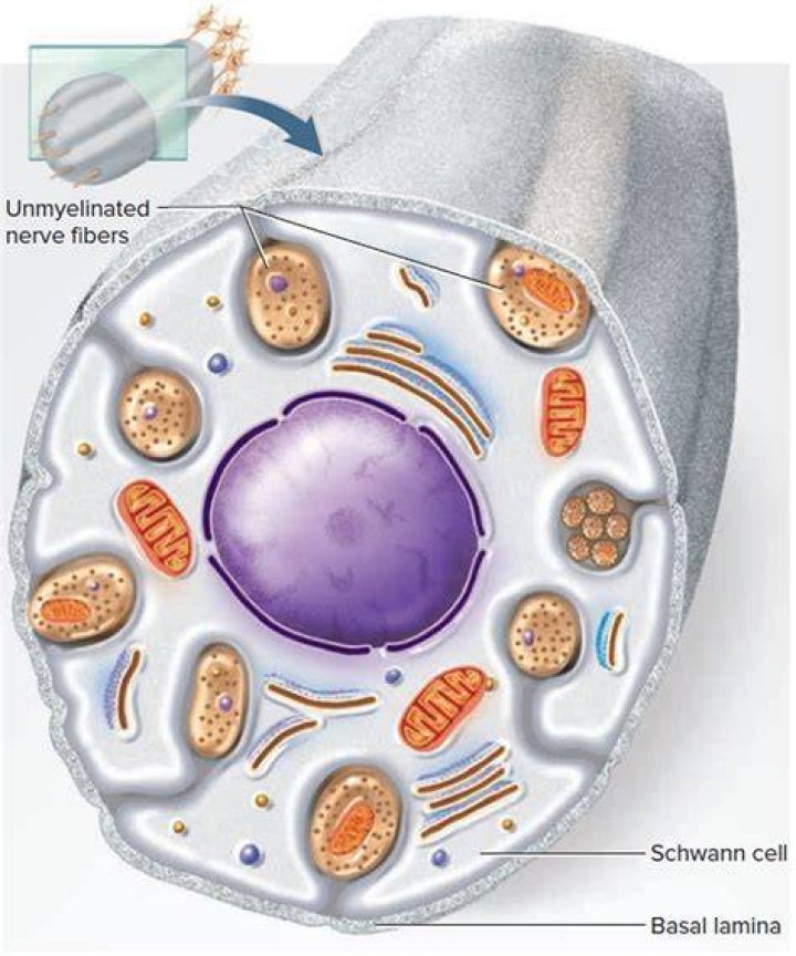 Does nerve cells have neurilemma?