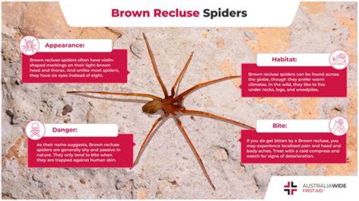 Has a brown recluse spider?