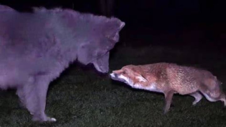 Has a fox ever killed a dog?