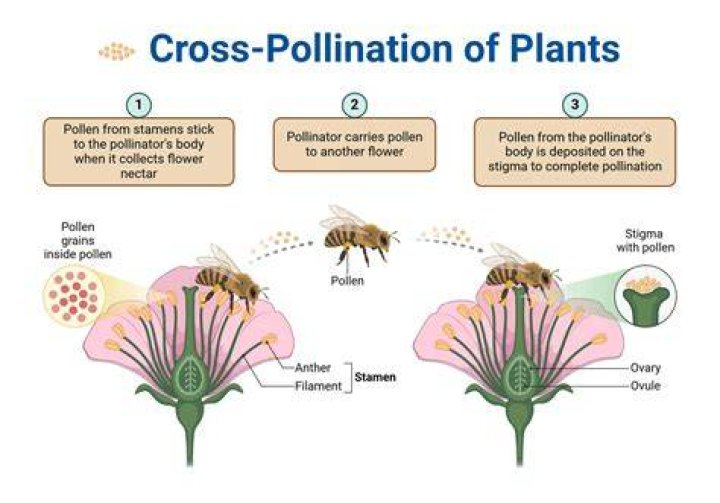 How close for cross pollination?