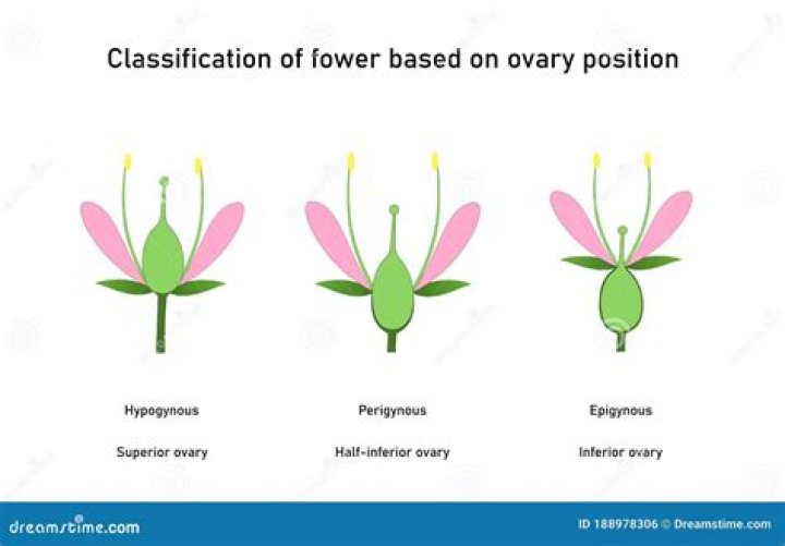 How many plants have hypogynous flower?