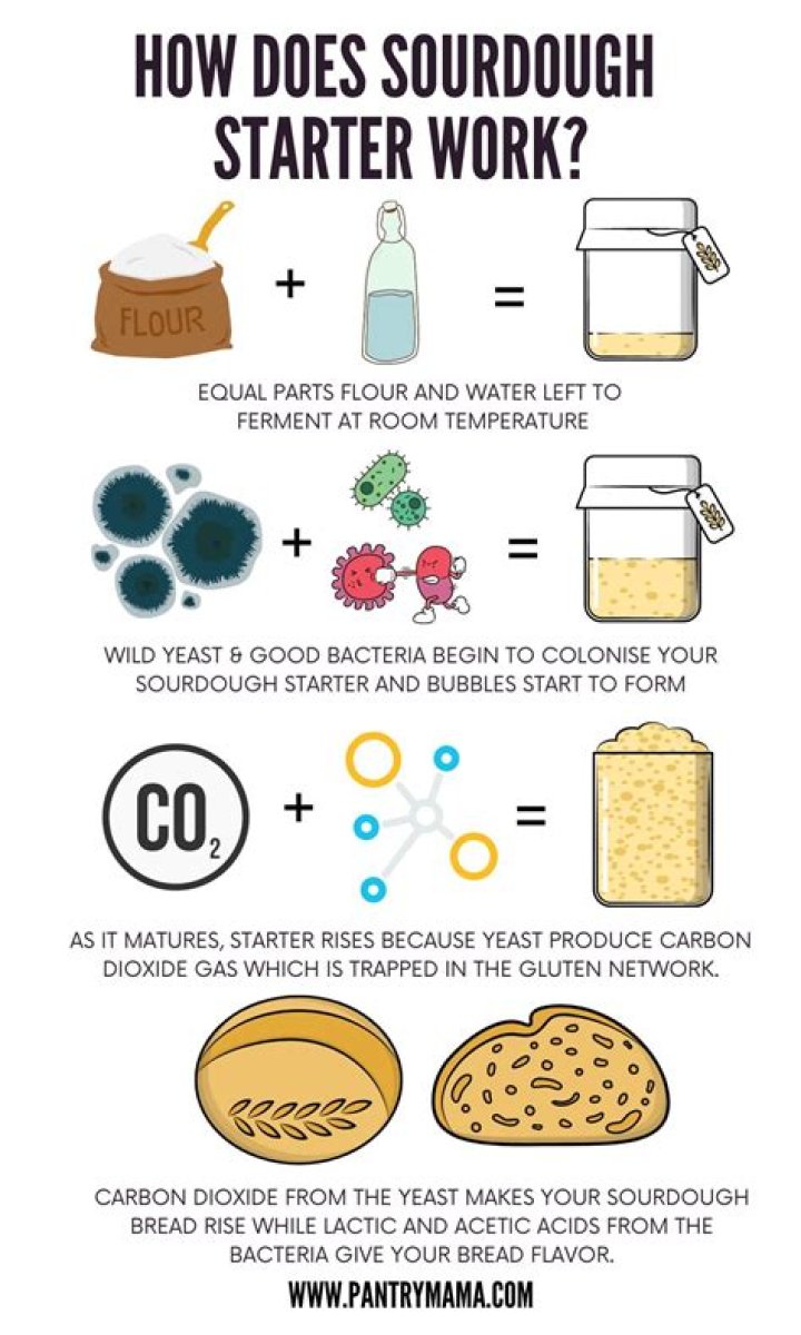 How sourdough starter should smell?