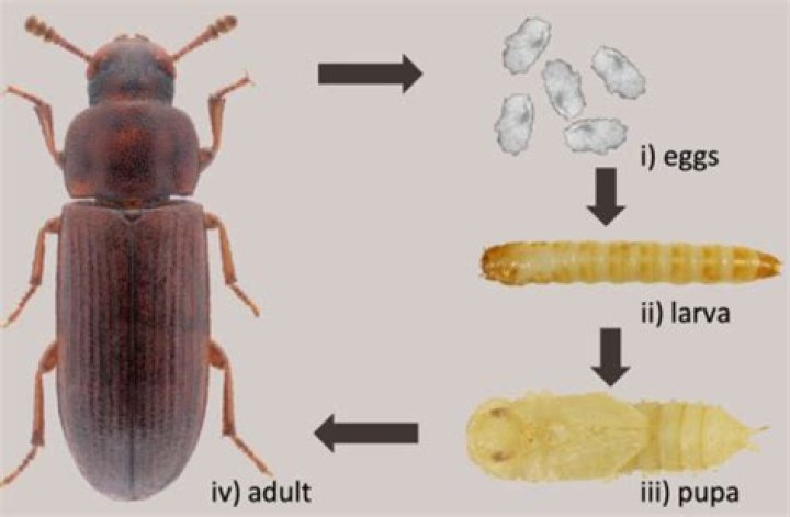 How to control tribolium castaneum?