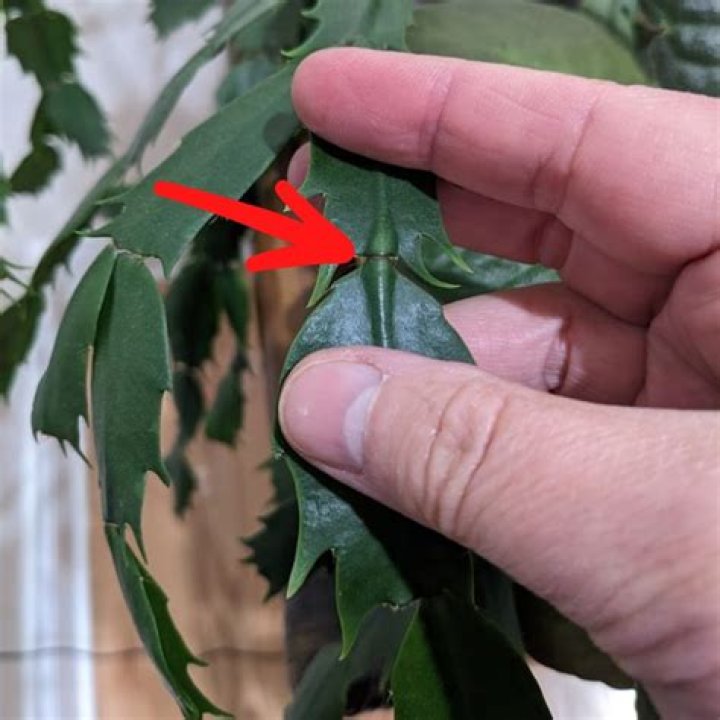How to trim a cross vine?