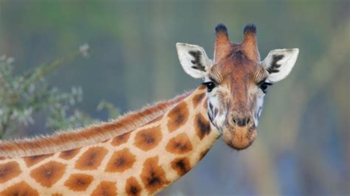 In a giraffe's neck?