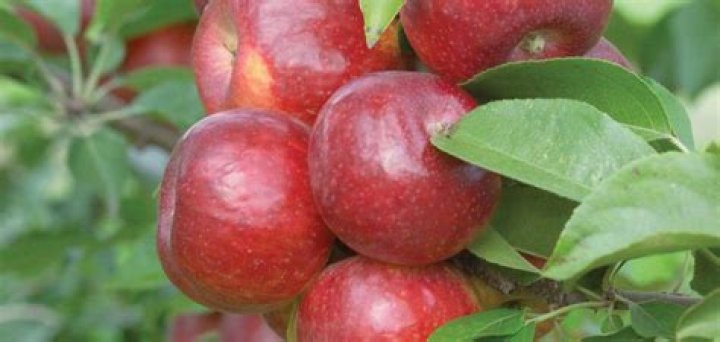 Is a haralson apple sweet?