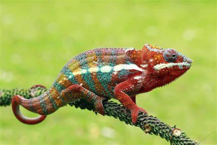 Is chameleon a mammal?