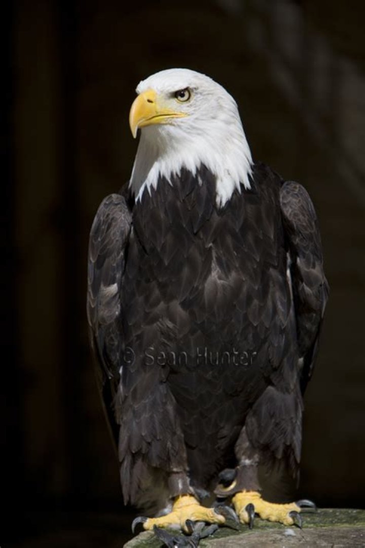 Is eagle king of bird?