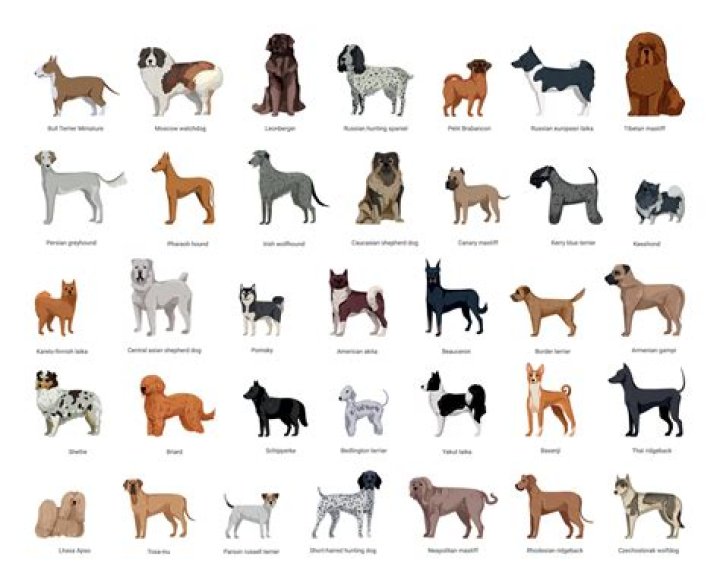 Should dog breeds be hyphenated?