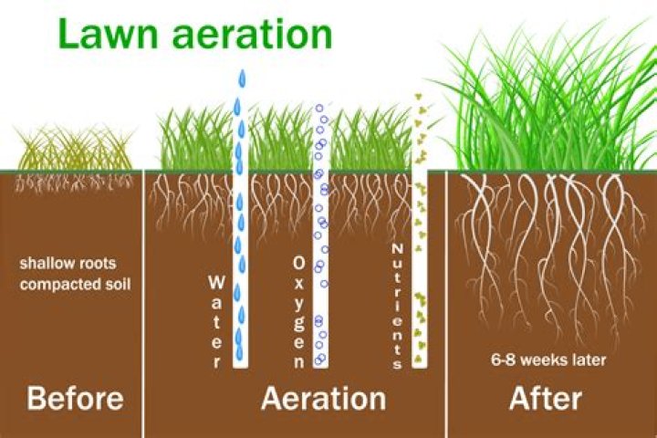 Should lawns be aerated every year?