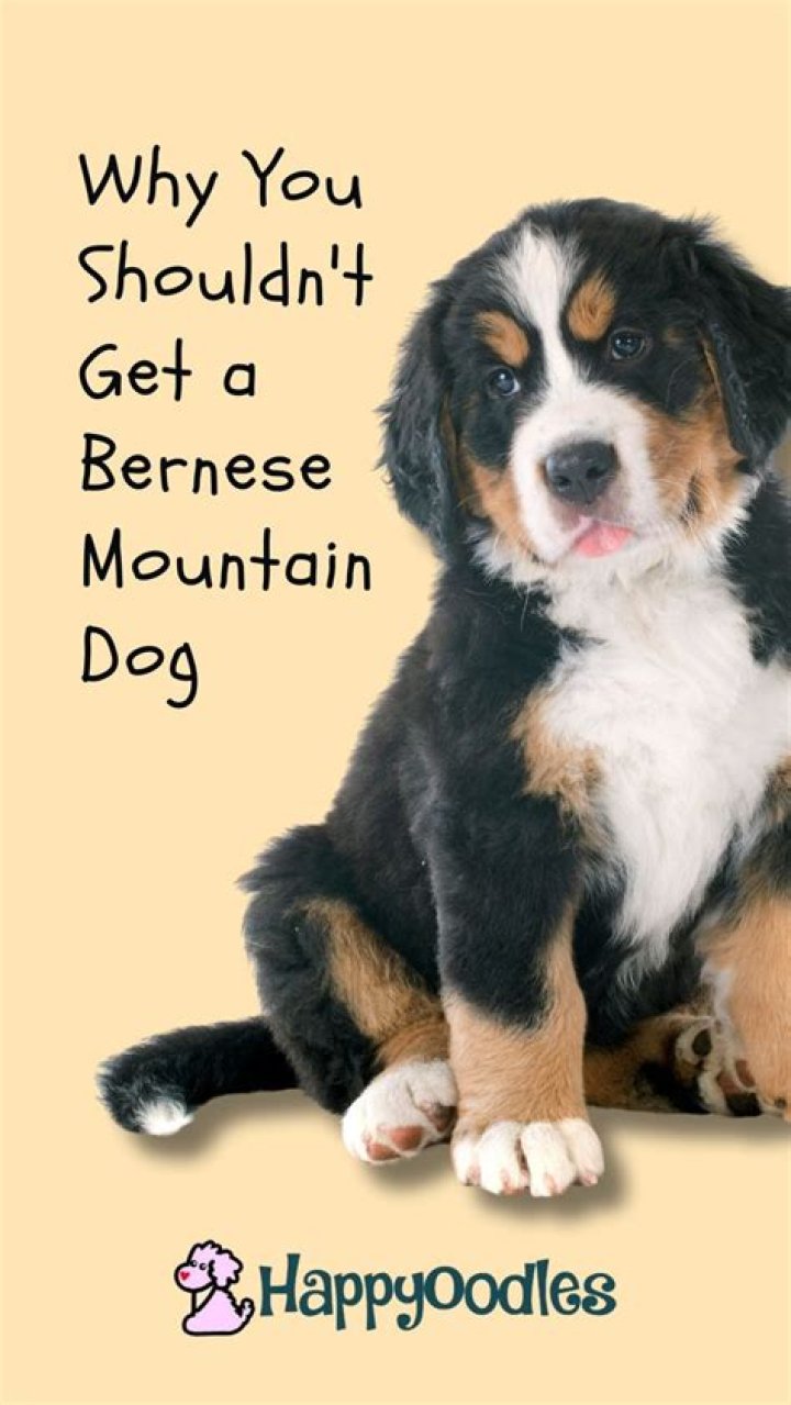 Should you get a bernese mountain dog?
