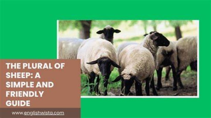 What's plural for sheep?
