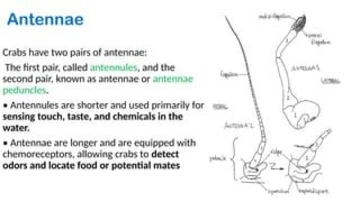 What are antennules used for?