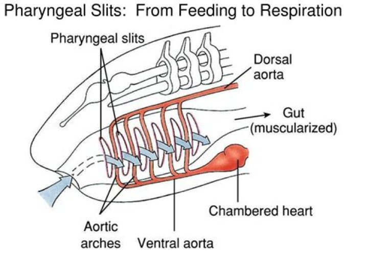What are pharyngeal slits?