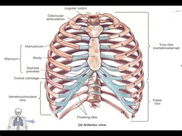 What are vertebrosternal ribs?