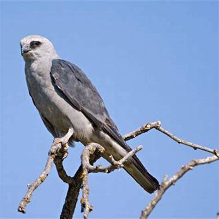 What do kites eat?