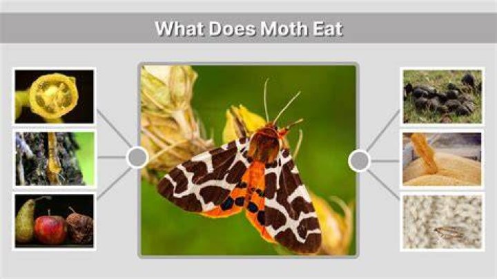 What do pyralid moth eat?