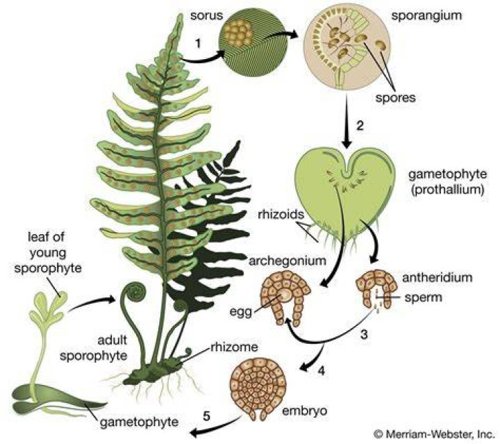What does a sporophore do?