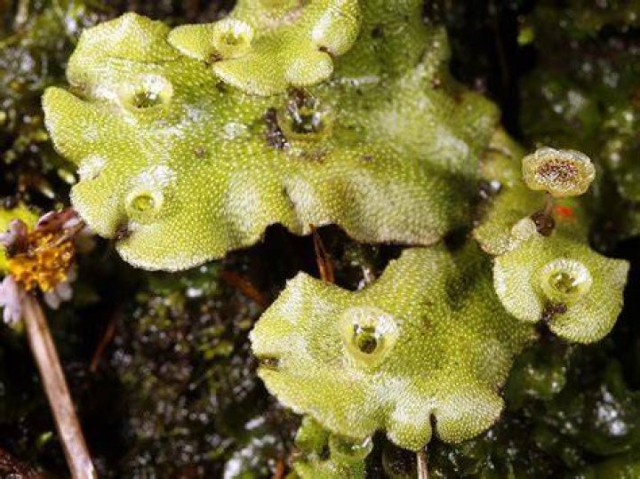 What does a thallose liverwort look like?