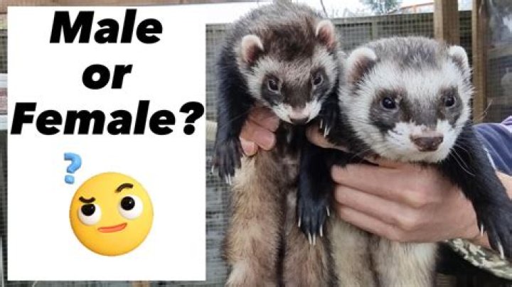 What does desexed mean for a ferret?