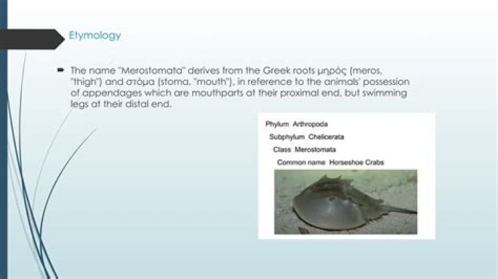What does the name merostomata mean?